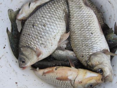 Прикрепленное изображение: IMG_0131.JPG